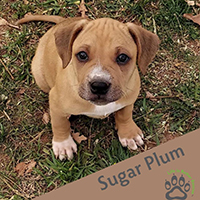 Photo of Sugar Plum